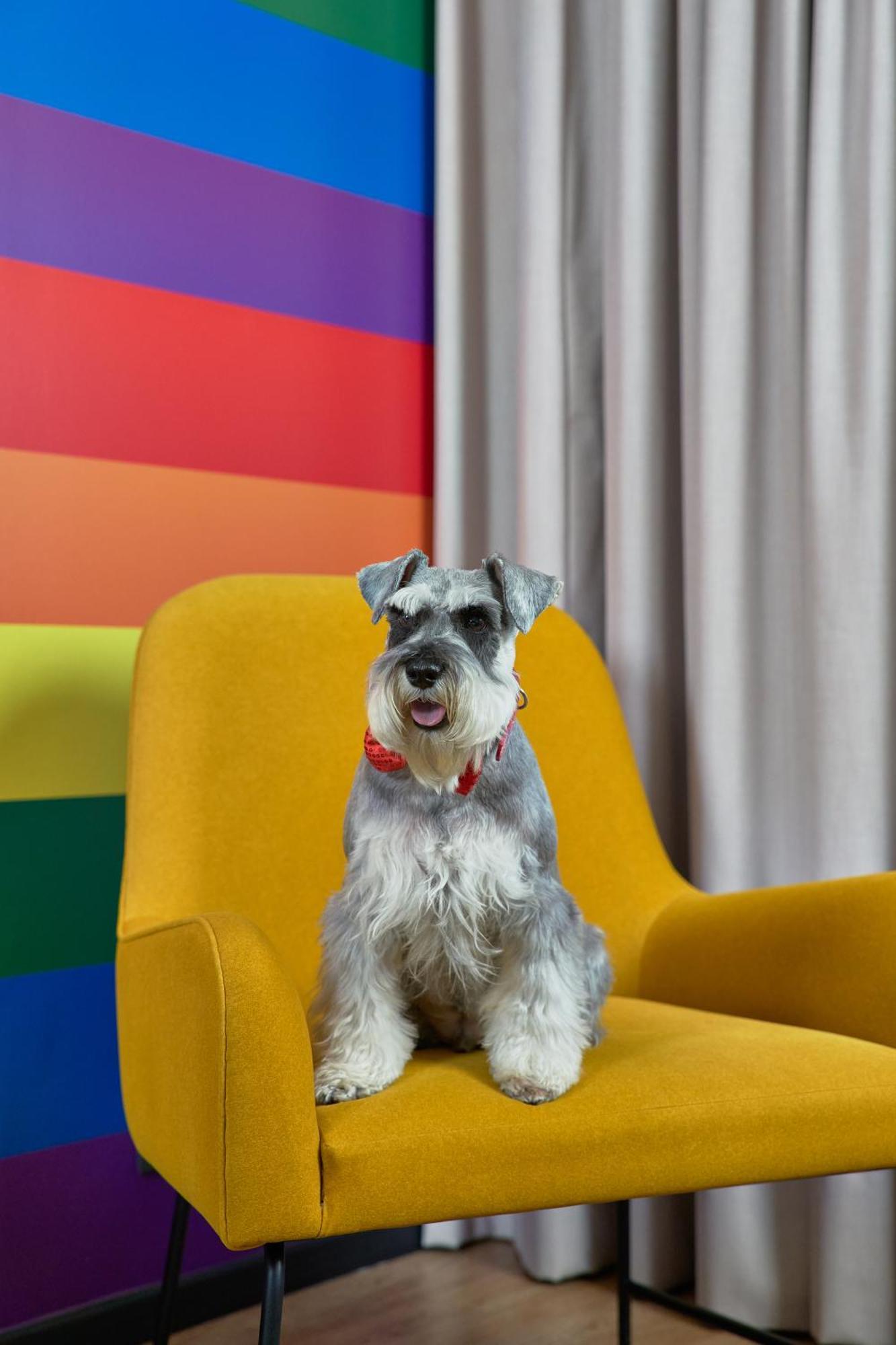 Pullman Santiago Vitacura 외부 사진 Schnauzer
