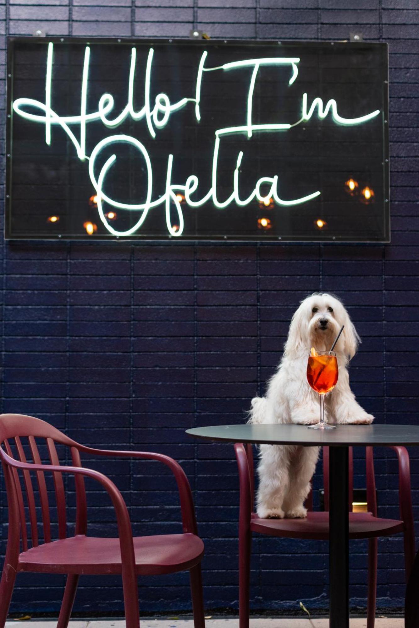 Pullman Santiago Vitacura 외부 사진 A dog at the bar
